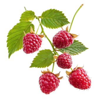 lampone ramo con maturo rosso frutta e verde le foglie isolato su un' trasparente sfondo, lampone isolato su trasparente sfondo png