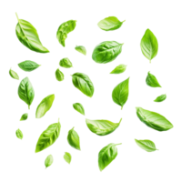 Fresh basil leaves floating in the air, isolated on a transparent background, showcasing vibrant green hues, various of green basil leaves in the air isolated on transparent background png