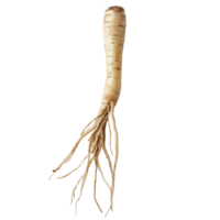 Fresh fingerroot displayed on a transparent background with detailed texture and natural color, Fingerroot on transparent background png