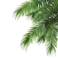 vivace verde palma albero le foglie isolato su un' trasparente sfondo in mostra tropicale bellezza, verde le foglie di palma albero isolato su trasparente sfondo isolato su trasparente sfondo png