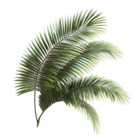 Coconut palm tree leaves arranged on a transparent background for a fresh and tropical aesthetic, branch coconut palm tree leaves on transparent backgroundfile png