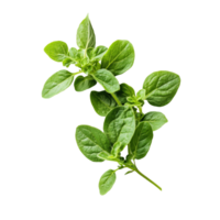 Fresh oregano sprigs on a clean transparent background ideal for culinary use, showcasing vibrant green herb freshness, Fresh oregano herb on transparent background png