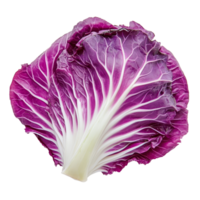 Purple Chinese cabbage on a transparent background showcasing its vibrant color and intricate leaf pattern, purple chinese cabbage on transparent background png