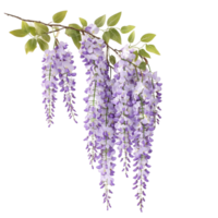 Delicate purple wisteria flowers gracefully hanging from a branch in a serene setting, branch of beautiful hanging purple wisteria flowers, file of isolated object on transparent background png