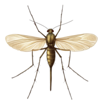 Detailed view of a mosquito isolated on a clean transparent background showcasing its physical features and anatomy, mosquito isolated on transparent background png