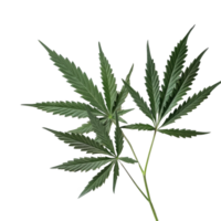 Fresh cannabis hemp leaves displayed on a clean transparent background in a layout, Cannabis hemp leaves transparent background png