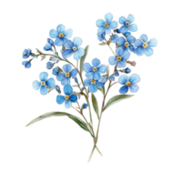 Stunning forget me not flowers in vibrant blue hues isolated on a pristine transparent background, forget me not flowers isolated on transparent background png