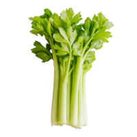 Fresh bunch of crisp celery on a clean transparent background ready for culinary use or healthy snacking, Fresh celery on transparent background png