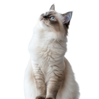 Graceful Ragdoll cat poses elegantly against a light background in a calm indoor setting, Graceful Ragdoll Cat Showcasing Its Full Body on transparent background png
