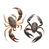 A scorpion and crab isolated on a transparent background showing their distinct features and forms, Scorpion and crab isolated on transparent background png