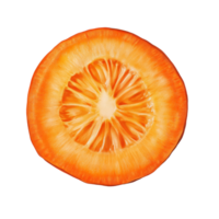 Freshly sliced carrot displayed on a clean transparent background highlighting its vibrant orange color and texture, Carrot slice top view isolated on transparent background png