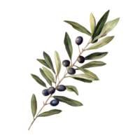 Olive fruit branch featuring ripe olives and lush green leaves against a clean transparent background, Olive fruit branch on a transparent background png