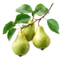 Delicious fresh pears on a branch with water droplets against a transparent background, Branch of delicious Pear on whtie background cutouts png