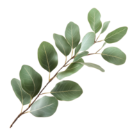 Eucalyptus branch with lush green leaves isolated on a clean transparent background for nature inspired design, eucaliptus branch with leaves isolated transparent background png