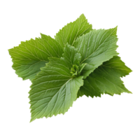 Shiso leaves arranged on a clean transparent background, showcasing their vibrant color and unique texture, Shiso leaves on transparent background png