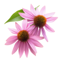Echinacea flowers showcasing their vibrant petals and unique structure against a transparent background, Medicinal two echinacea flowers on a transparent background png