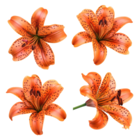 Beautiful top view of a single tiger lily flower showcasing intricate details and vibrant orange color on a soft backdrop, Single tiger lily flower top view isolated on transparent background png