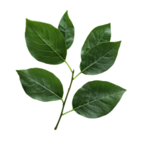Fresh green leaves isolated against a transparent background showcasing their texture and vibrant color, leaves isolated on transparent background png