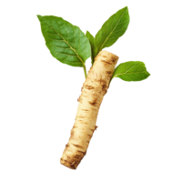 Fresh fingerroot with vibrant green leaves displayed on a clean transparent background, Fingerroot with leaf on transparent background png