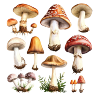 Explore a collection of retro vintage mushrooms on a transparent background with intricate details and diverse shapes, Various types of retro vintage mushroom transparent background png