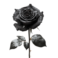 A striking black rose stands elegantly against a pristine transparent background, enhancing its beauty, black rose transparent background png