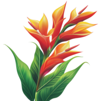 Vibrant heliconia blossoms in an isolated display against a clean transparent background, vibrant heliconia in style, isolated on a transparent background for design layouts png