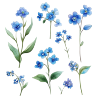 Collection of forget me not flowers displayed with vibrant blue petals and green leaves, perfect for botanical, Forgetmenot flower single stem isolated on transparent backgroud png