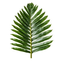 Detailed view of a green cycad leaf against a clean transparent background showcasing its unique structure and form, Green leaf of cycads tree on transparent backgroundfile png