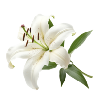 Elegant transparent lily on a clean transparent background with green leaves, showcasing its beauty, single lily flowers isolated on transparent background cutout png