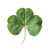Close up view of a green shamrock leaf on a transparent background for decorative and symbolic purposes, shamrock leaf top view transparent background png