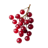 Bengal currants Carissa carandas Linn displayed on a transparent surface in natural light, Carissa carandas Linn or Bengal currants on transparent background png