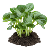 Tatsoi Growing in Soil on transparent background. png