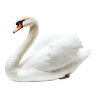 Elegant White Swan Isolated on White on transparent background. png