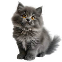 Curious Gray Kitten on transparent background. png