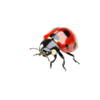 Ladybug on Grass Blade Close-up on transparent background. png