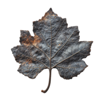 Single Grape Leaf Texture on transparent background. png