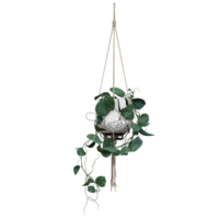 3d Rendering Of Modern Hanging Basket with plant isolated on transparent Canvas png