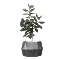 Green beautiful Ficus Elastica plant in planter isolated on Canvas png