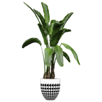 3D rendering of Strelitzia nicolai in planter isolated on transparent Canvas png
