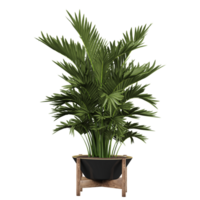 3D rendering of Cascade palm Plant in planter isolated on transparent Canvas png