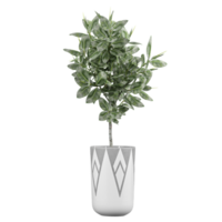 collection of Ficus robusta Plant in planter isolated on transparent Canvas png