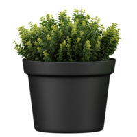 3D rendering of hebe plants in planter isolated on transparent Canvas png