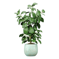 3D rendering of Rubber Fig plant in planter isolated on transparent canvas png
