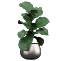 collection of Fiddle-leaf fig Plant in silver planter with realistic style png