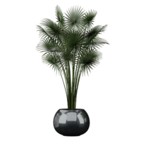3D rendering of Bismarck palm Plant in planter isolated on transparent Canvas png