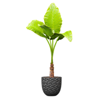 3D rendering of Bauhinia variegata tree isolated on transparent canvas png
