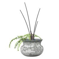 decoractive plants isolated on transparent Canvas png