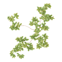 3d illustration of Birch tree isolated on transparent canvas from top view png