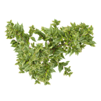 3d illustration of Birch tree isolated on transparent Canvas from top view png