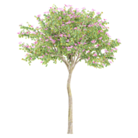 3d illustration of Bauhinia variegata tree isolated on transparent canvas png